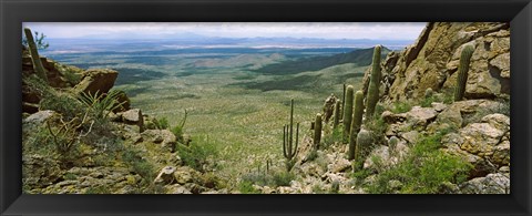 Framed Saguaro cactus, Tucson Mountain Park, Arizona Print