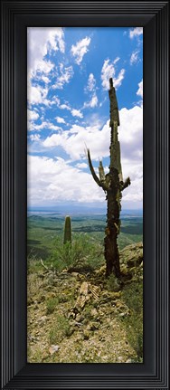 Framed Saguaro cactus on a hillside, Tucson Mountain Park, Tucson, Arizona Print