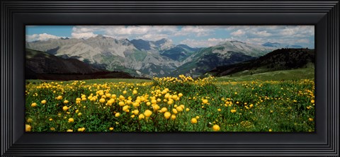 Framed Blooming buttercup flowers in a field, Champs Pass, France Print