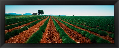 Framed Harvested lavender field, Plateau De Valensole, Alpes-De-Haute-Provence, Provence-Alpes-Cote d&#39;Azur, France Print