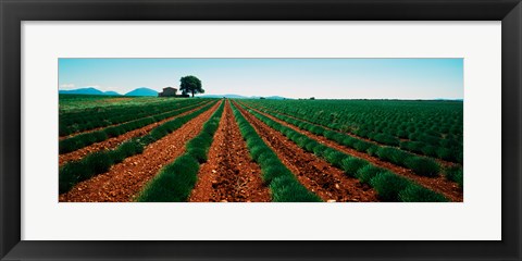 Framed Harvested lavender field, Plateau De Valensole, Alpes-De-Haute-Provence, Provence-Alpes-Cote d&#39;Azur, France Print