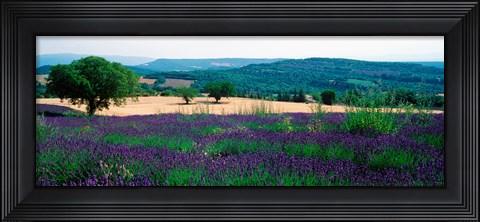 Framed Lavender growing in a  field, Provence-Alpes-Cote d&#39;Azur, France Print