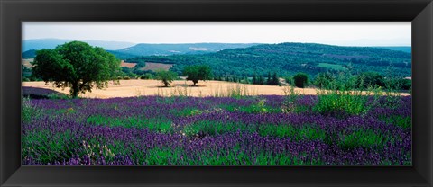 Framed Lavender growing in a  field, Provence-Alpes-Cote d&#39;Azur, France Print