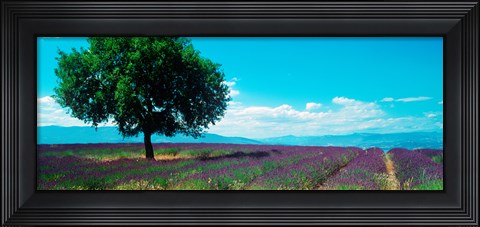 Framed Tree in the middle of a Lavender field, Provence-Alpes-Cote d&#39;Azur, France Print