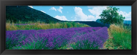 Framed Lavender field, Provence-Alpes-Cote d&#39;Azur, France Print