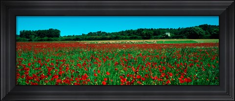 Framed Poppies and sheep in a field, Provence-Alpes-Cote d&#39;Azur, France Print