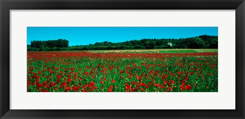 Framed Poppies and sheep in a field, Provence-Alpes-Cote d&#39;Azur, France Print