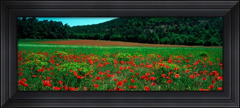 Framed Poppies in a field, Provence-Alpes-Cote d&#39;Azur, France Print