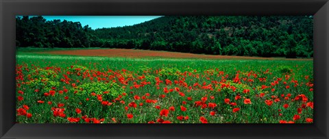 Framed Poppies in a field, Provence-Alpes-Cote d&#39;Azur, France Print