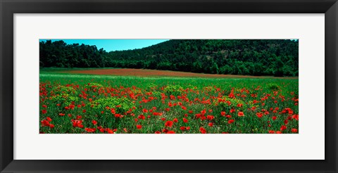 Framed Poppies in a field, Provence-Alpes-Cote d&#39;Azur, France Print