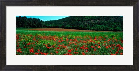 Framed Poppies in a field, Provence-Alpes-Cote d&#39;Azur, France Print