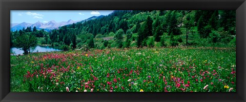 Framed Wildflowers in a field at lakeside, French Riviera, France Print