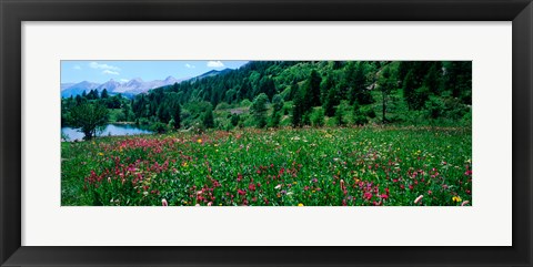 Framed Wildflowers in a field at lakeside, French Riviera, France Print