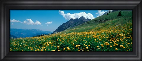 Framed Field of buttercup flowers, French Riviera, France Print