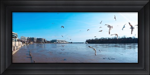 Framed Flock of birds flying at Old Georgetown waterfront, Potomac River, Washington DC, USA Print