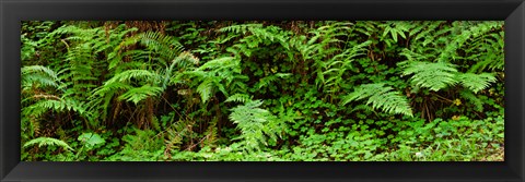 Framed Ferns in front of Redwood trees, Redwood National Park, California, USA Print