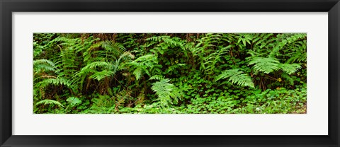 Framed Ferns in front of Redwood trees, Redwood National Park, California, USA Print