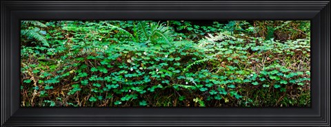 Framed Clover and Ferns on downed Redwood tree, Brown&#39;s Creek Trail, Jedediah Smith Redwoods State Park, California, USA Print