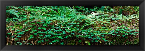 Framed Clover and Ferns on downed Redwood tree, Brown&#39;s Creek Trail, Jedediah Smith Redwoods State Park, California, USA Print