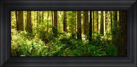 Framed Ferns and Redwood trees in a forest, Redwood National Park, California, USA Print