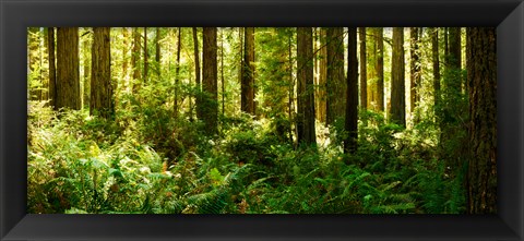 Framed Ferns and Redwood trees in a forest, Redwood National Park, California, USA Print