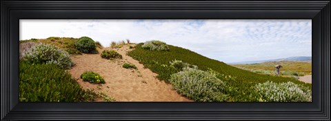 Framed Sand dunes covered with iceplants, Manchester State Park, California Print