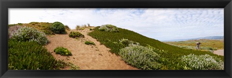 Framed Sand dunes covered with iceplants, Manchester State Park, California Print