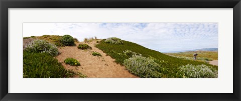 Framed Sand dunes covered with iceplants, Manchester State Park, California Print