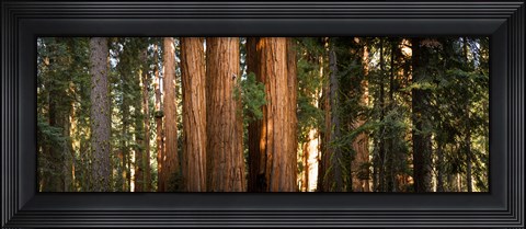 Framed Redwood trees in a forest, Sequoia National Park, California, USA Print