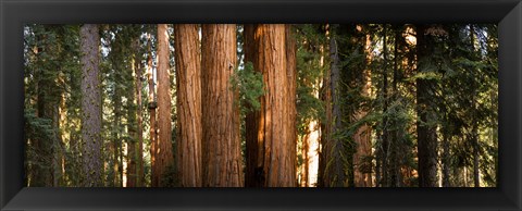 Framed Redwood trees in a forest, Sequoia National Park, California, USA Print