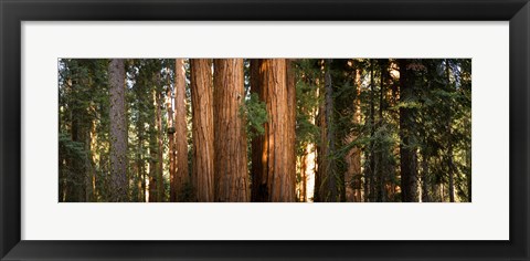 Framed Redwood trees in a forest, Sequoia National Park, California, USA Print