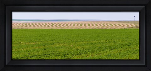 Framed Harvested alfalfa field patterns, Oklahoma, USA Print