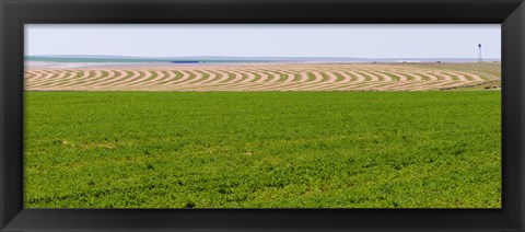 Framed Harvested alfalfa field patterns, Oklahoma, USA Print