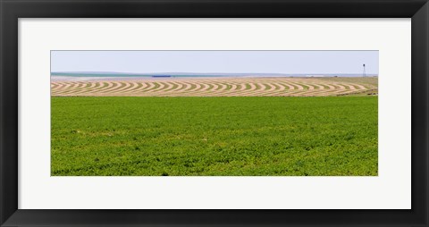 Framed Harvested alfalfa field patterns, Oklahoma, USA Print