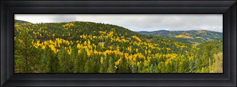 Framed Aspen hillside in autumn, Sangre De Cristo Mountains, Angel Fire, New Mexico, USA Print