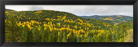 Framed Aspen hillside in autumn, Sangre De Cristo Mountains, Angel Fire, New Mexico, USA Print