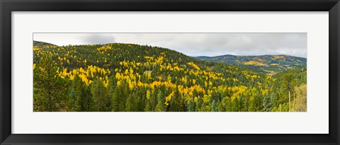 Framed Aspen hillside in autumn, Sangre De Cristo Mountains, Angel Fire, New Mexico, USA Print
