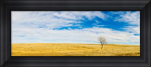 Framed Lone Hackberry tree in autumn plains, South Dakota Print