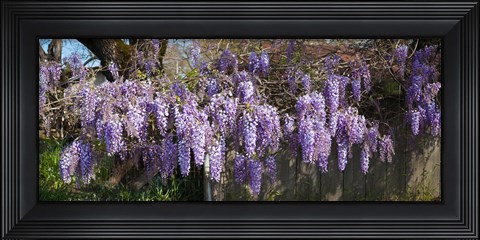 Framed Wisteria flowers in bloom, Sonoma, California, USA Print