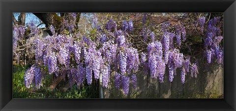 Framed Wisteria flowers in bloom, Sonoma, California, USA Print