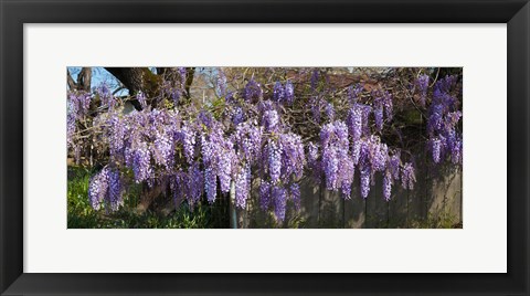 Framed Wisteria flowers in bloom, Sonoma, California, USA Print