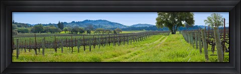 Framed Vineyard in Sonoma Valley, California, USA Print