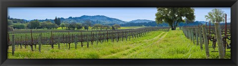 Framed Vineyard in Sonoma Valley, California, USA Print