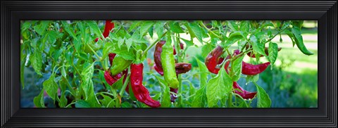 Framed Santa Fe Grande Hot Peppers on bush Print