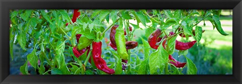 Framed Santa Fe Grande Hot Peppers on bush Print