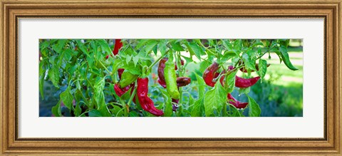 Framed Santa Fe Grande Hot Peppers on bush Print