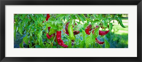 Framed Santa Fe Grande Hot Peppers on bush Print