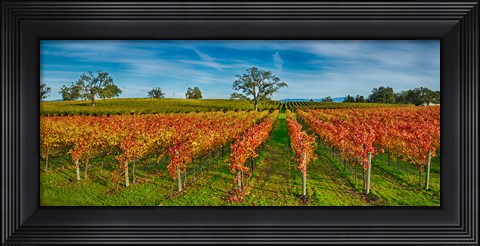 Framed Autumn vineyard at Napa Valley, California, USA Print