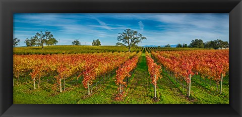 Framed Autumn vineyard at Napa Valley, California, USA Print