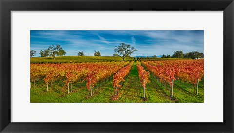 Framed Autumn vineyard at Napa Valley, California, USA Print